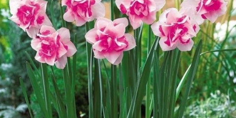 Kada saditi narcise u jesen